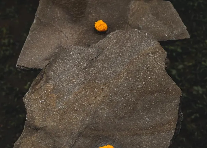 Nivriti Bali